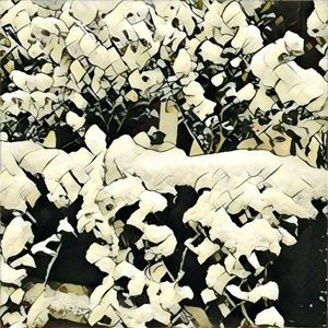 Meet your Posher, Verena